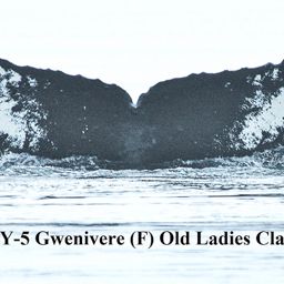 Fluke of Gwenivere