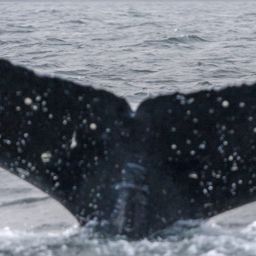 Fluke of CRC-20900