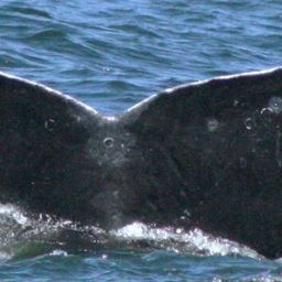 Fluke of Hunchback humpback
