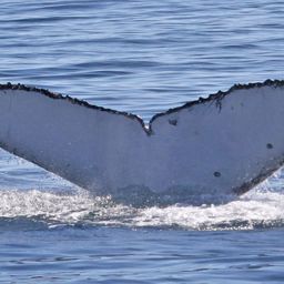Fluke of ECWWC-GCPF13023