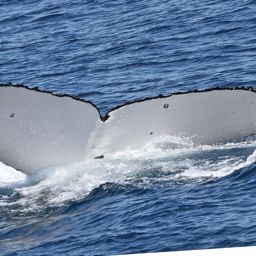 Fluke of ECWWC-GCPF13079
