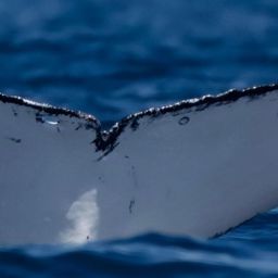 Fluke of ECWWC-GCPF13014