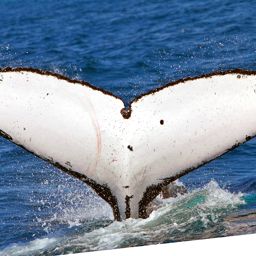 Fluke of ECWWC-GCPF13074
