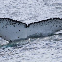 Fluke of DONALITA