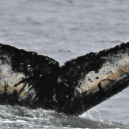 Fluke of BTBEL-Mn_02_051