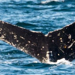 Fluke of HW-MN0300594