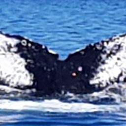 Fluke of HW-MN0420504