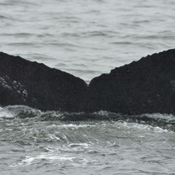 Fluke of Kobresia