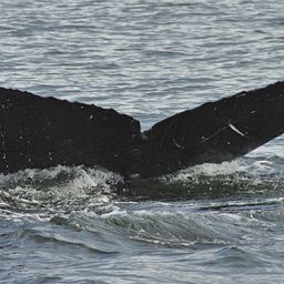 Fluke of Kalohe