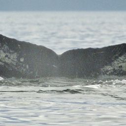 Fluke of Udvarty