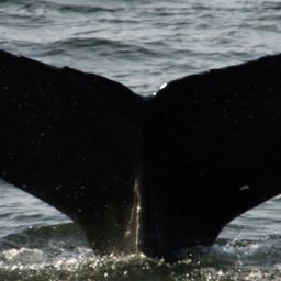Fluke of SEAK-5107