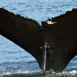 Fluke of Eupherusa