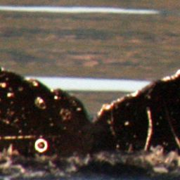 Fluke of Gerhard