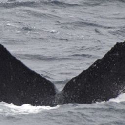 Fluke of SEAK-2533