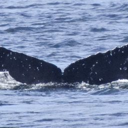 Fluke of Ululaau