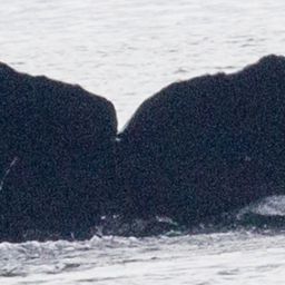 Fluke of BCY0335