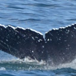 Fluke of SEAK-1264