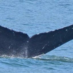 Fluke of Pōwehi