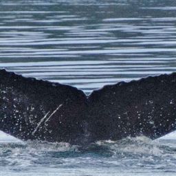 Fluke of SEAK-2452