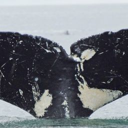 Fluke of MarbleFudge