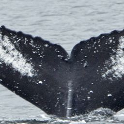 Fluke of SEAK-5303