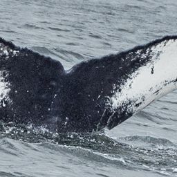 Fluke of SEAK-2445
