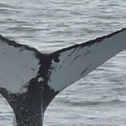 Fluke of Spirit