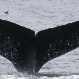 Fluke of Tenakee Turkey
