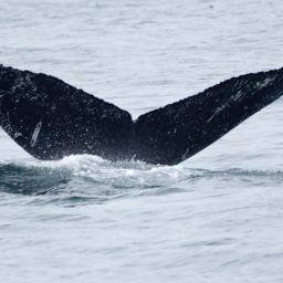 Fluke of SEAK-1298