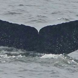 Fluke of SEAK-1456