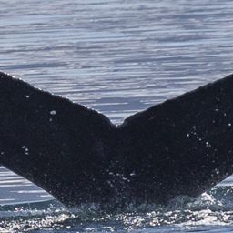 Fluke of GWAK-P355