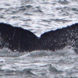 Fluke of SEAK-0939