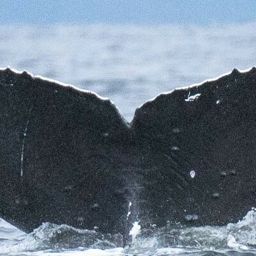 Fluke of Smuilen