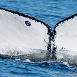 Fluke of SEAK-2295