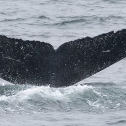 Fluke of NelsaB
