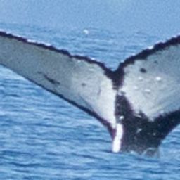 Fluke of Domino