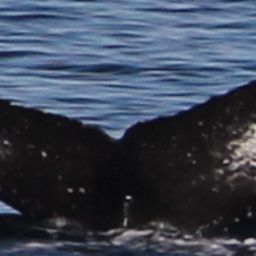 Fluke of SEAK-5097