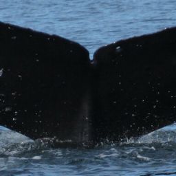 Fluke of SEAK-2672