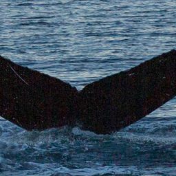 Fluke of SEAK-5650
