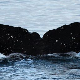 Fluke of HW-MN0400825