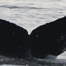 Fluke of SEAK-UASE-EMC-20180313-115