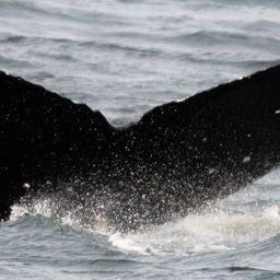 Fluke of SEAK-5504