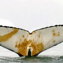 Fluke of AHWC-3187