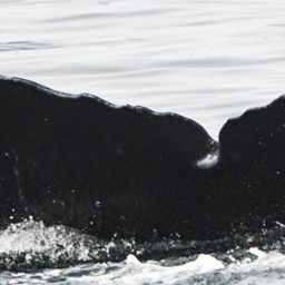 Fluke of HW-MN0400880