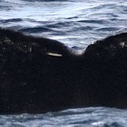 Fluke of SEAK-1356