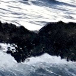 Fluke of TedSea