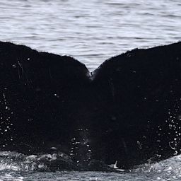 Fluke of Rhombus