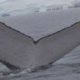Fluke of AHWC-7447