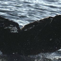 Fluke of SEAK-5344