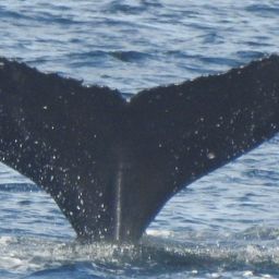 Fluke of HW-MN0400915